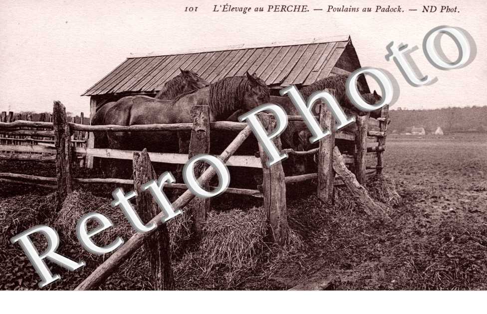 Poulains au Padock
