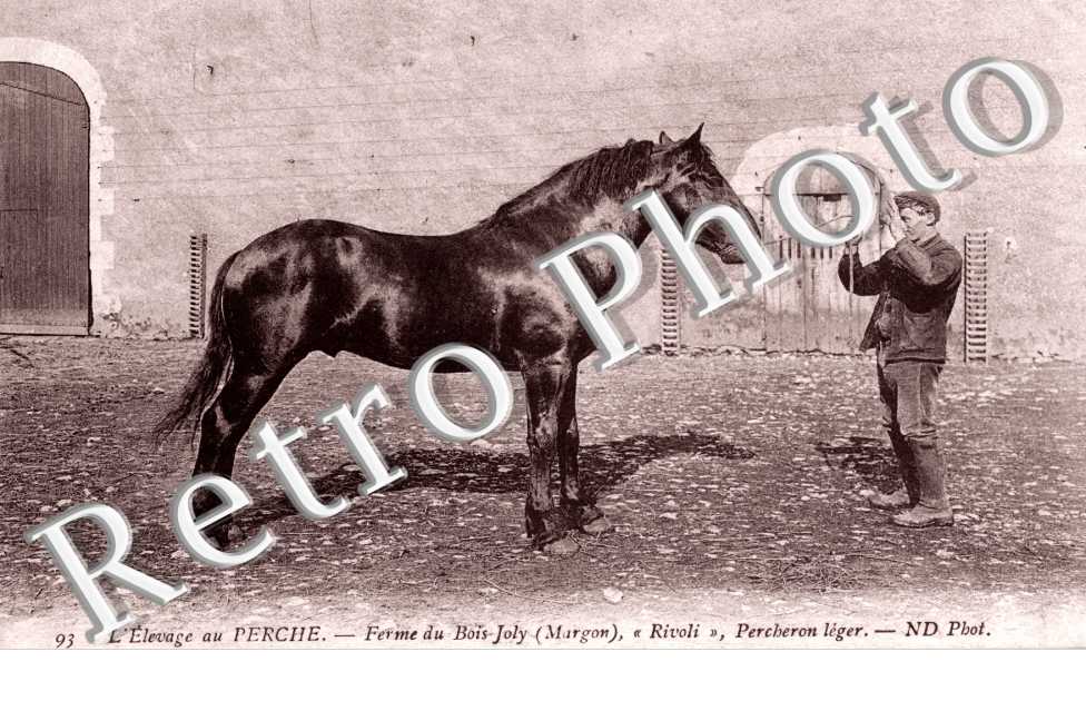 Ferme du Bois Joly Margon , Rivoli percheron leger