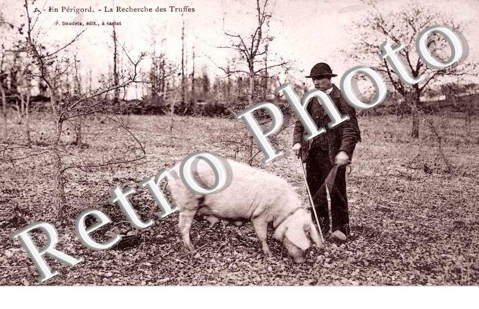 la recherche des truffes