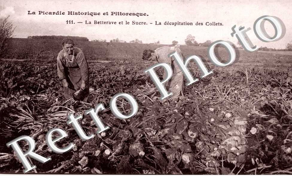La Betterave et le Sucre, La decapitation des Collets