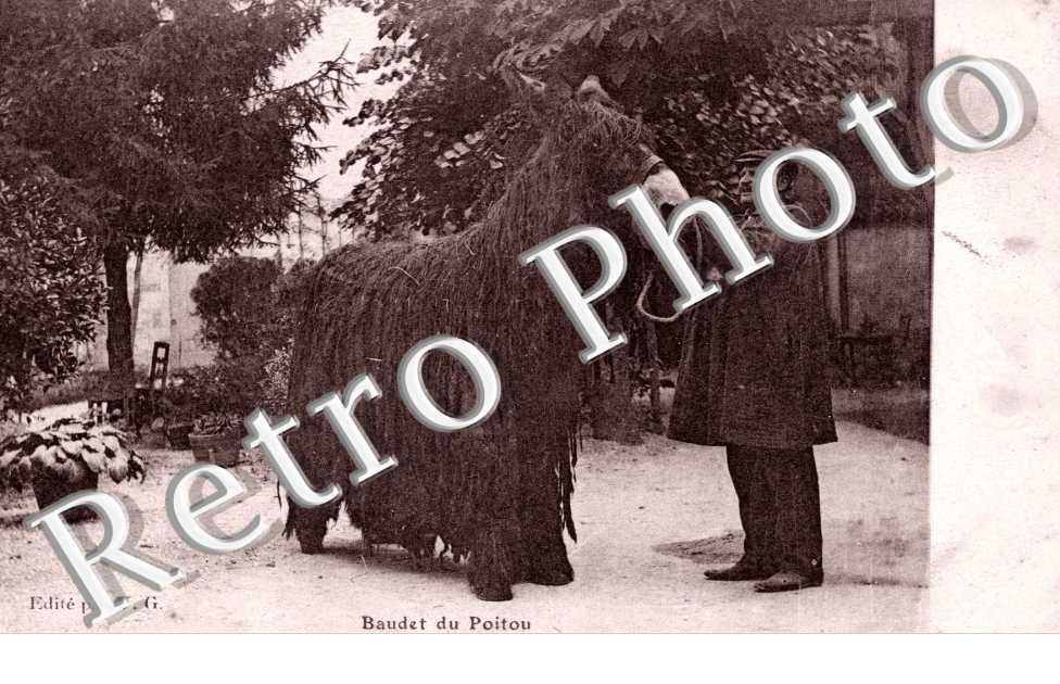 Baudet du Poitou