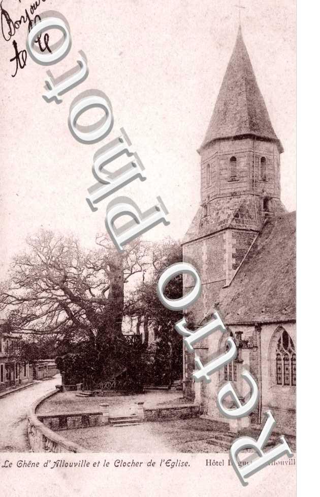 le chene d'Allouville et le clocher de l'eglise