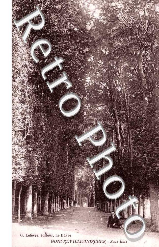 Sous-bois
