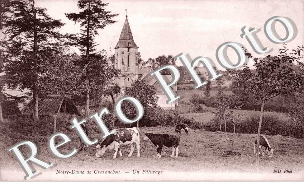un paturage