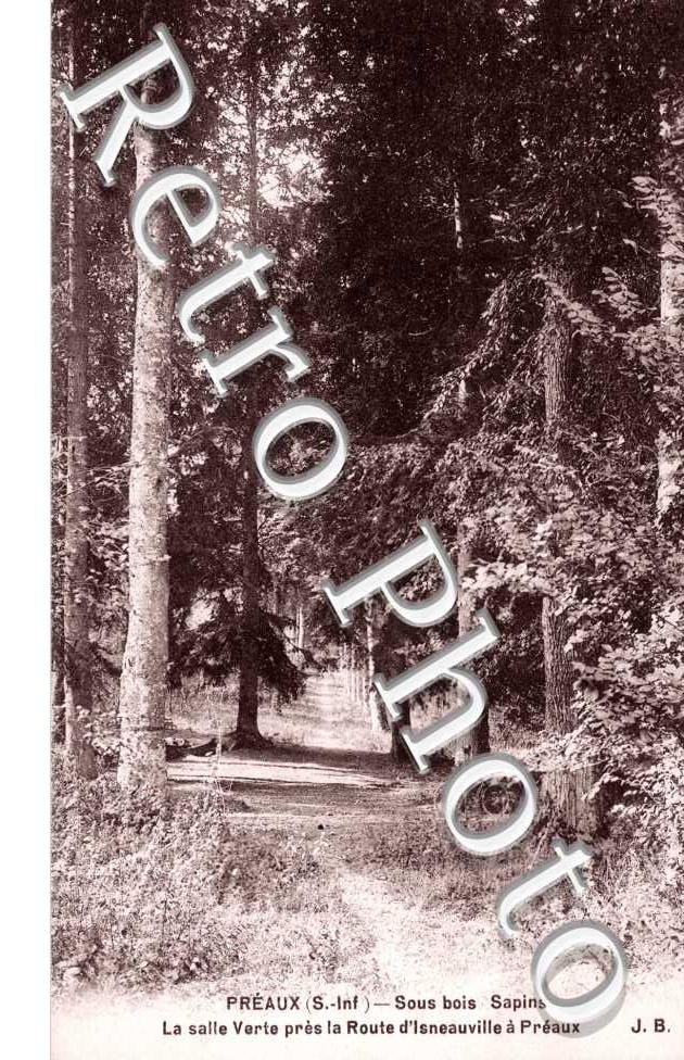 Sous bois sapins - la salle verte pres la route d'Isneauville