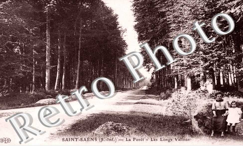 la foret - les Longs Vallons