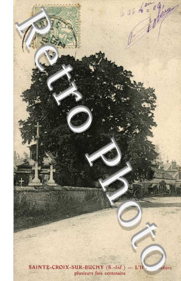 L'If du cimetiere plusieurs fois centenaire