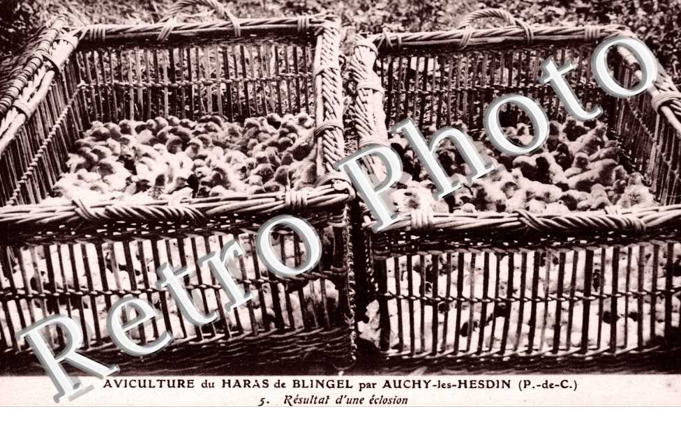 Aviculture du Haras de Blingel Resultat d'une eclosion
