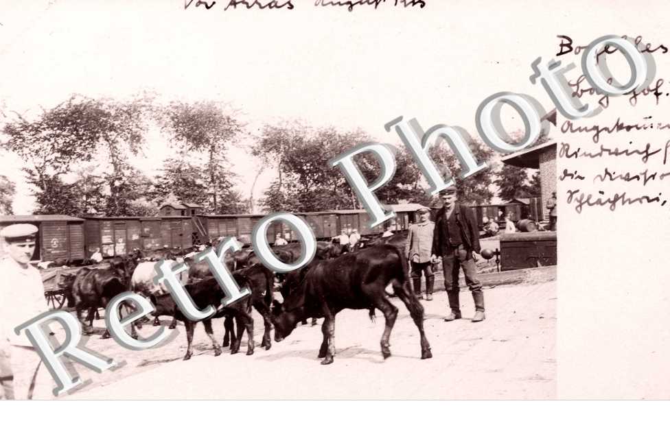 marche aux vaches