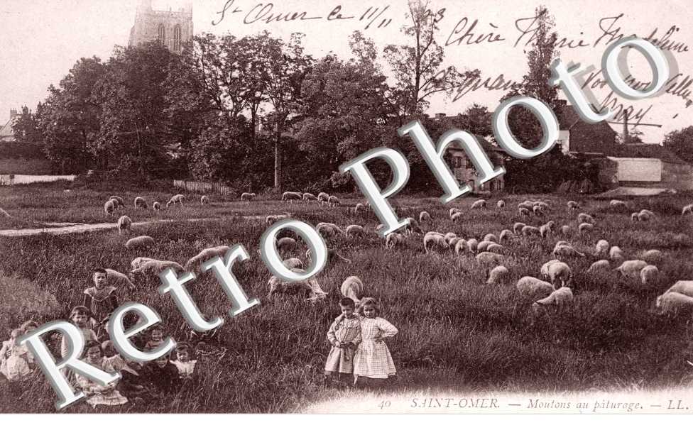 Moutons au pâturage