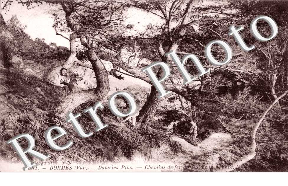 Dans les pins - chemin de fer