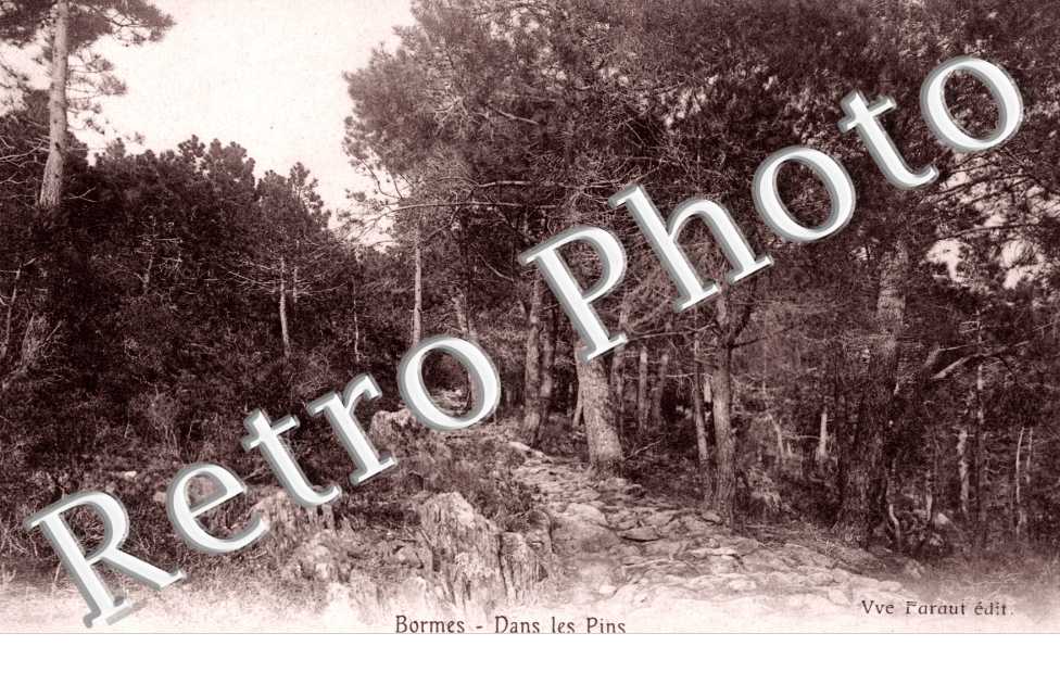 Dans les pins
