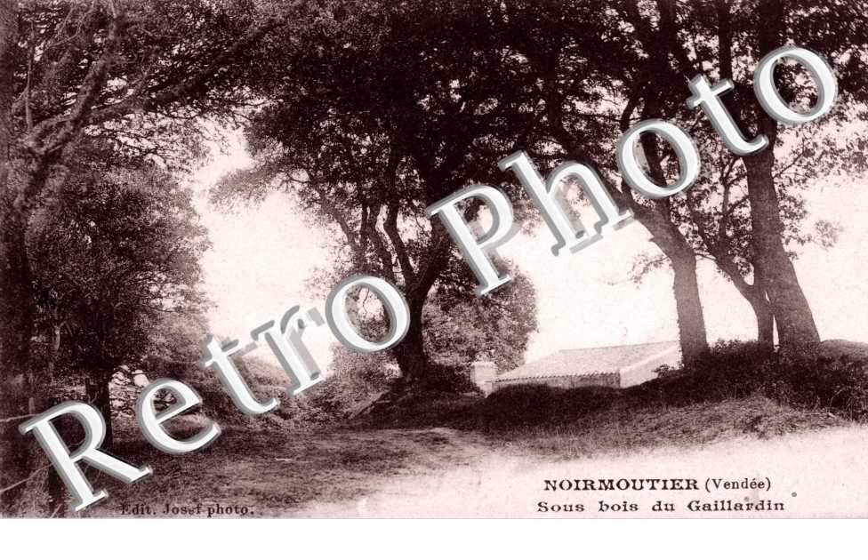 Sous bois du Gaillardin