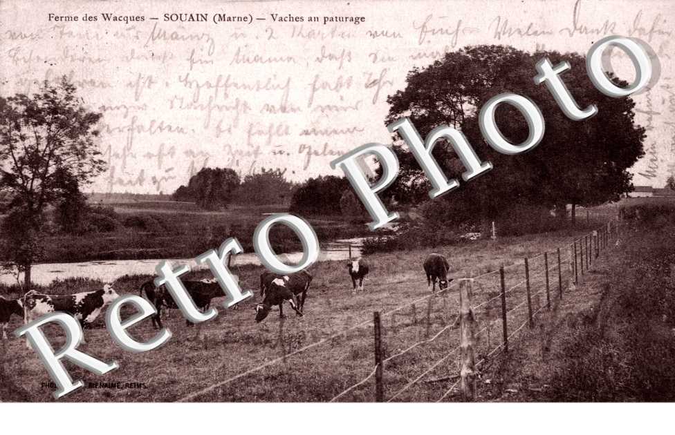 Fermes des Wacques Vaches au paturage
