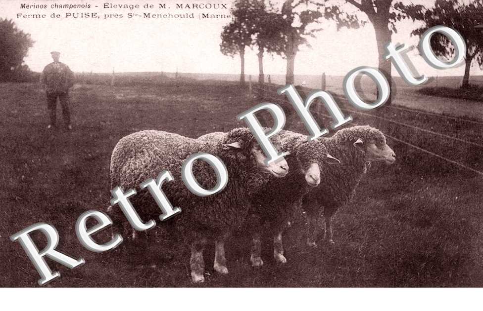 Ferme dePuise, Elevage de M. Marcoux