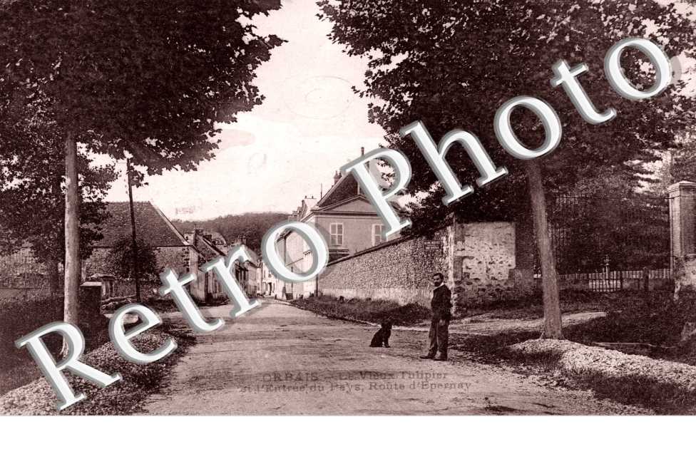 le vieux tulipier et l' entree du pays, route d' Epernay