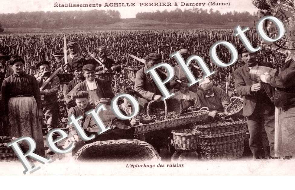 L'epluchage des raisins - etablissement Achille Perrier