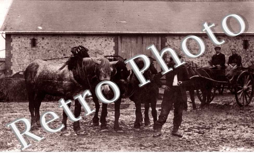 Chevaux dans une cour de Ferme