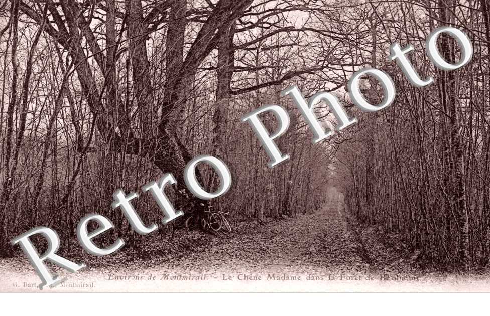 Le Chene Madame dans la Foret de Beaumont