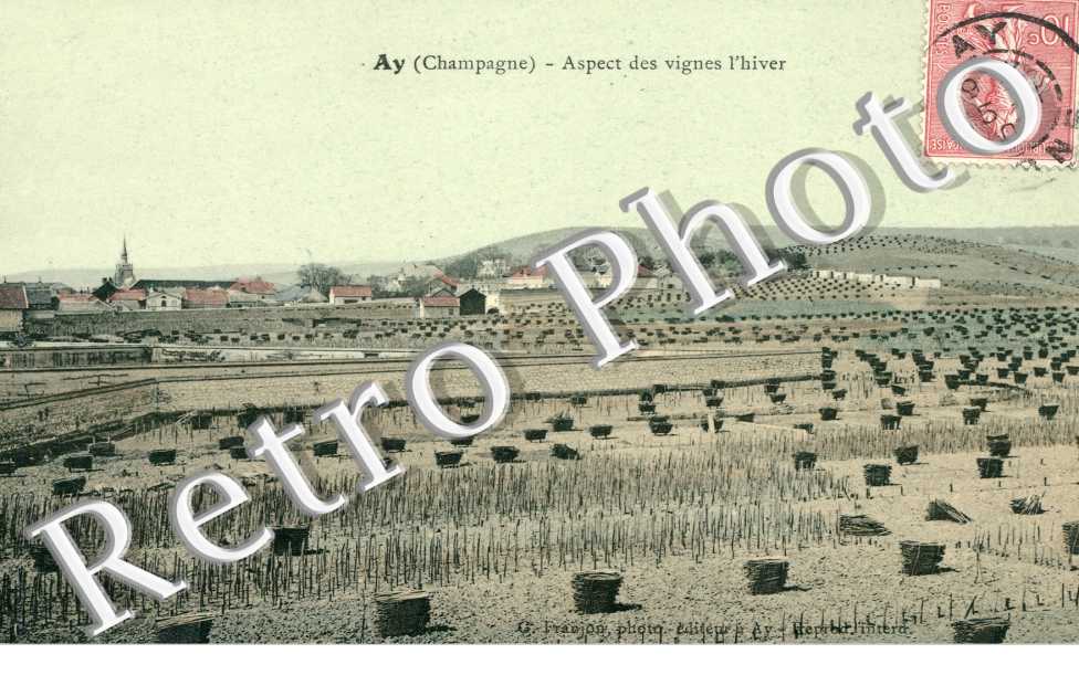 Aspect des Vignes l'hiver