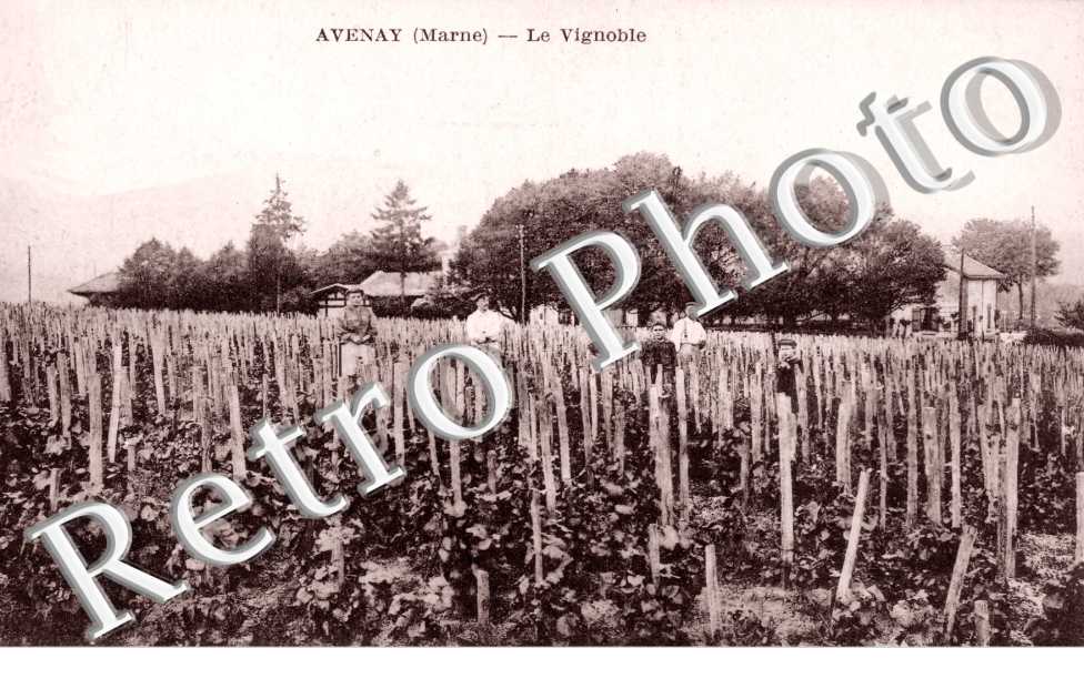Le Vignoble