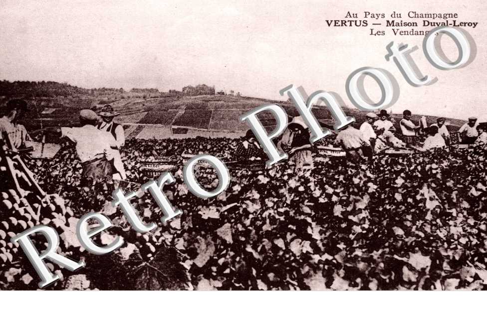 Maison Duval Leroy, les vendanges