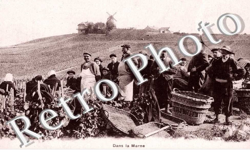 Les vendanges