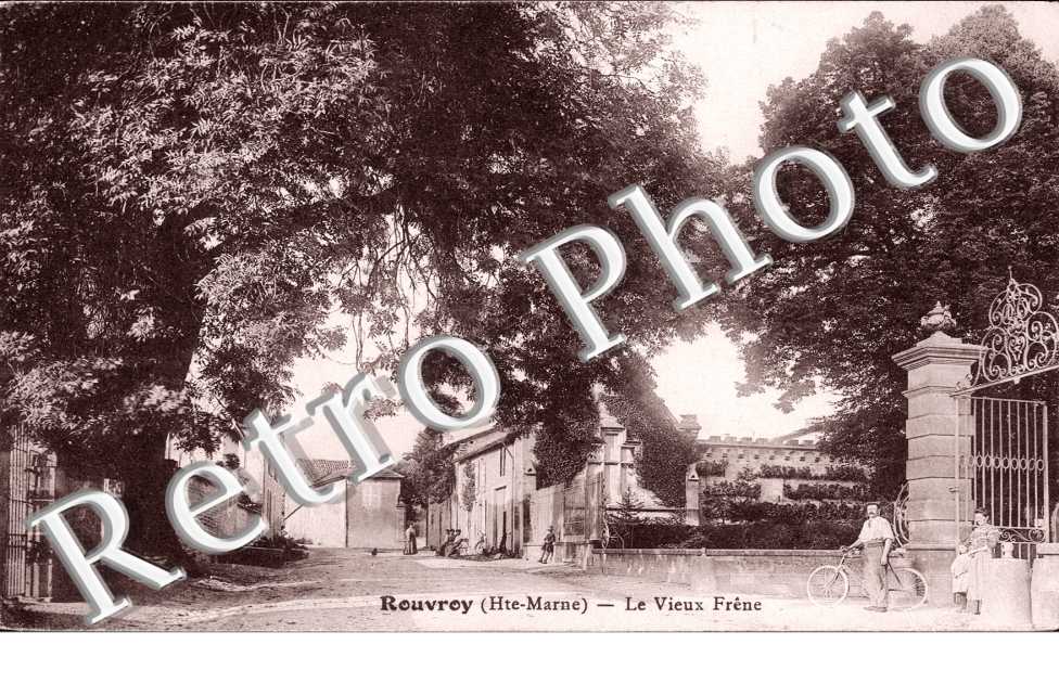 Le vieux Frene