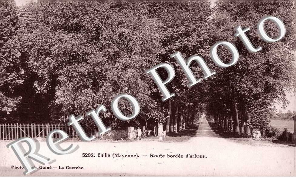 Route bordée d'Arbres