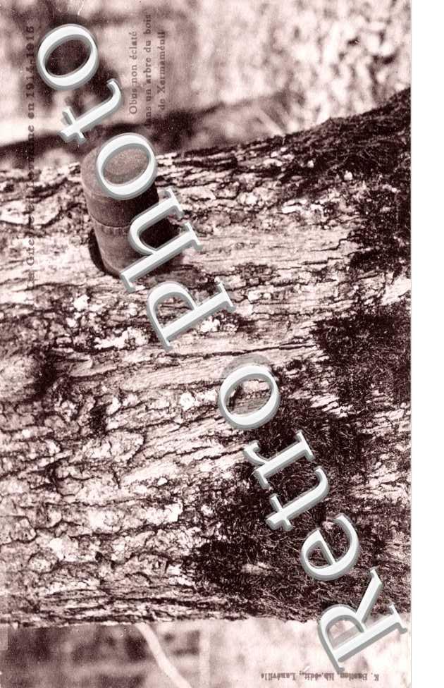 Obus non eclate dans un arbre