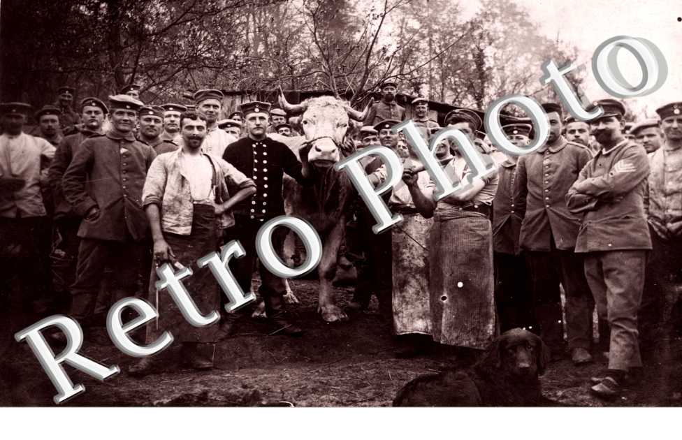 Un groupe d'hommes et un boeuf