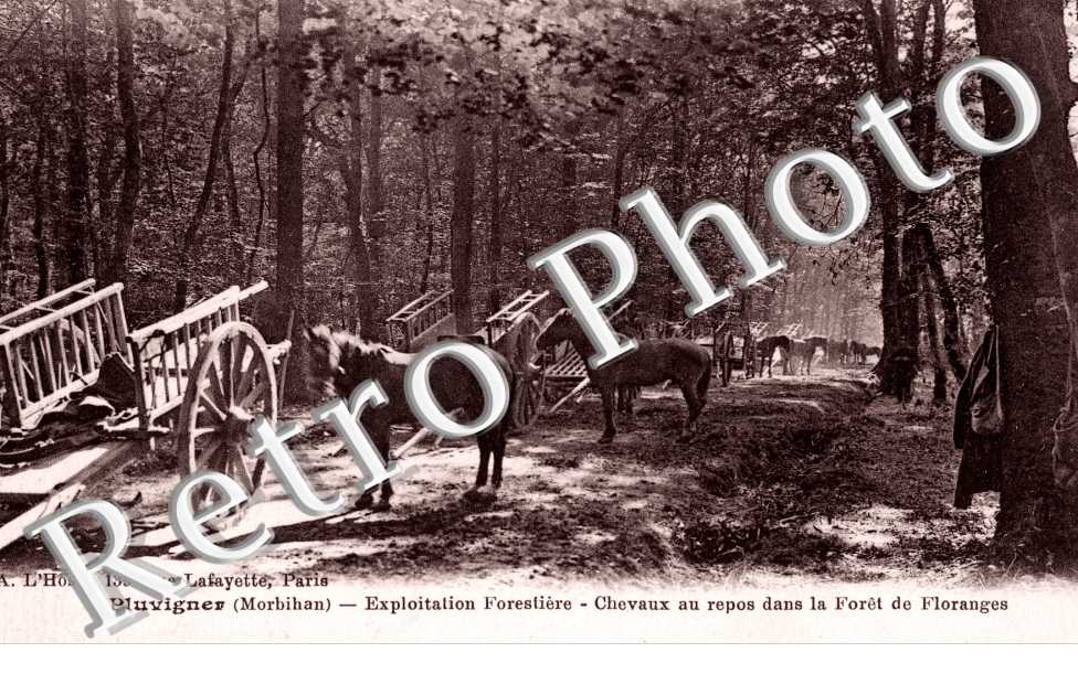 exploitation forestiere, chevaux au repos dans la foret de Floranges