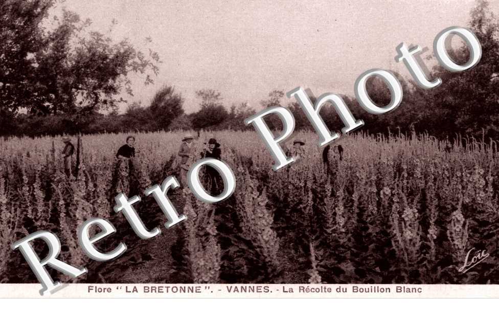 Flore La Bretonne La recolte du Bouillon Blanc