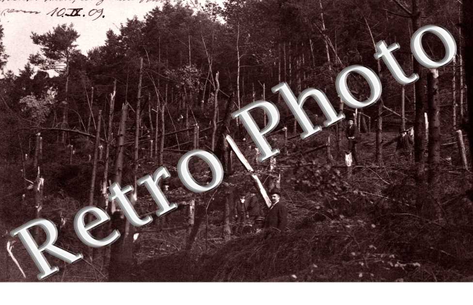 Foret devastee