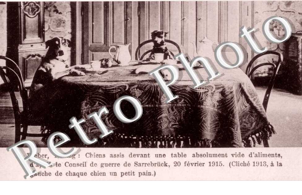 L. Weber, chiens assis a table d'apres le Conseil de Guerre de Sarrebruck