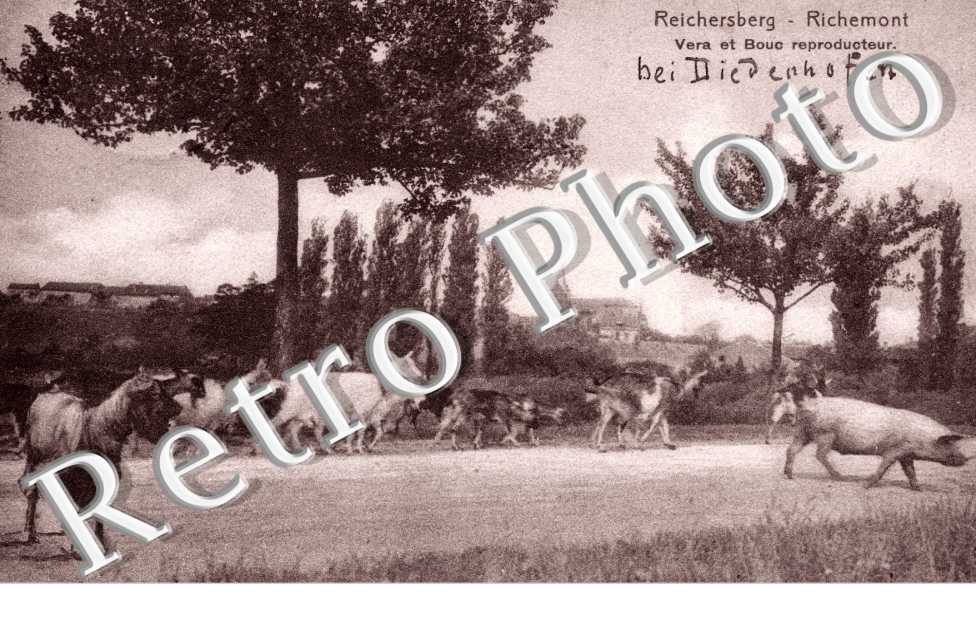 - Reichersberg - vera et bouc reproducteur - Nels sans n°