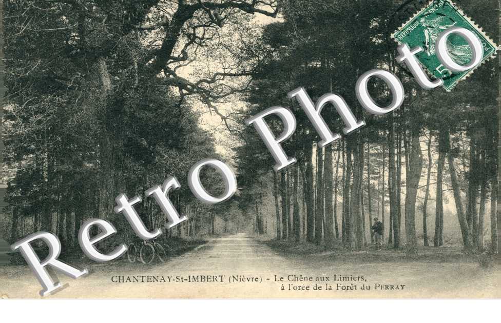 le Chene aux Limiers a l'Oree de la Foret du Perray