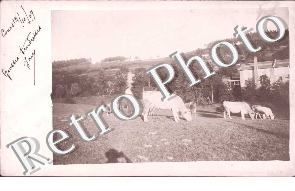 troupeau de vaches