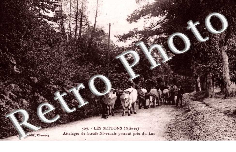 Attelage de boeufs Nivernais passant pres du Lac
