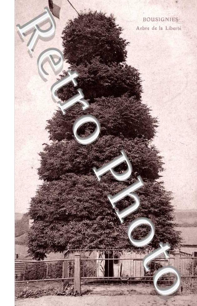 arbre de la Liberte