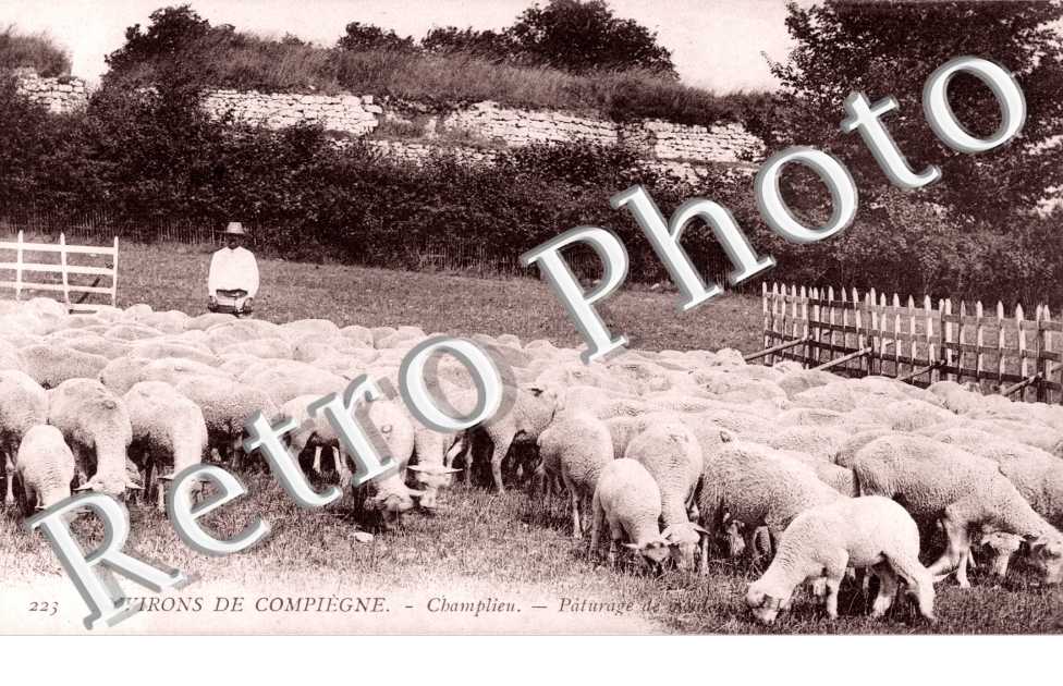 paturage de moutons