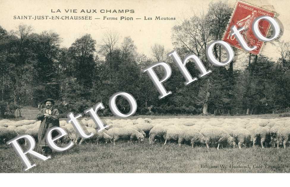 Ferme Pion, les Moutons