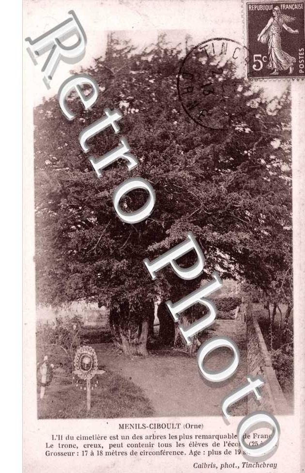 l'If du cimetiere est un des arbres les plus remarquables de France