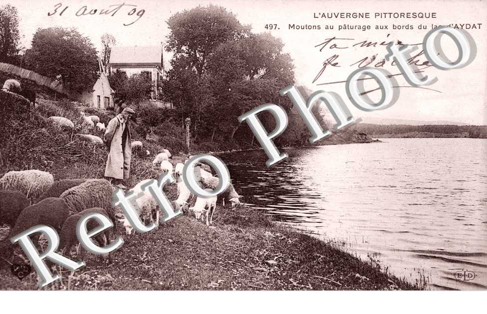 Moutons au Paturage aux bords du Lac