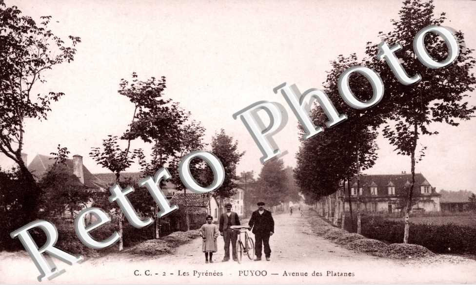 avenue des platanes