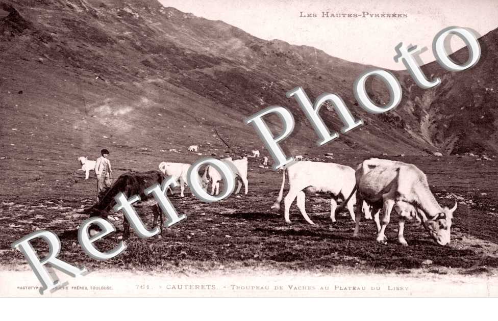 Troupeau de Vaches au Plateau du Lisey