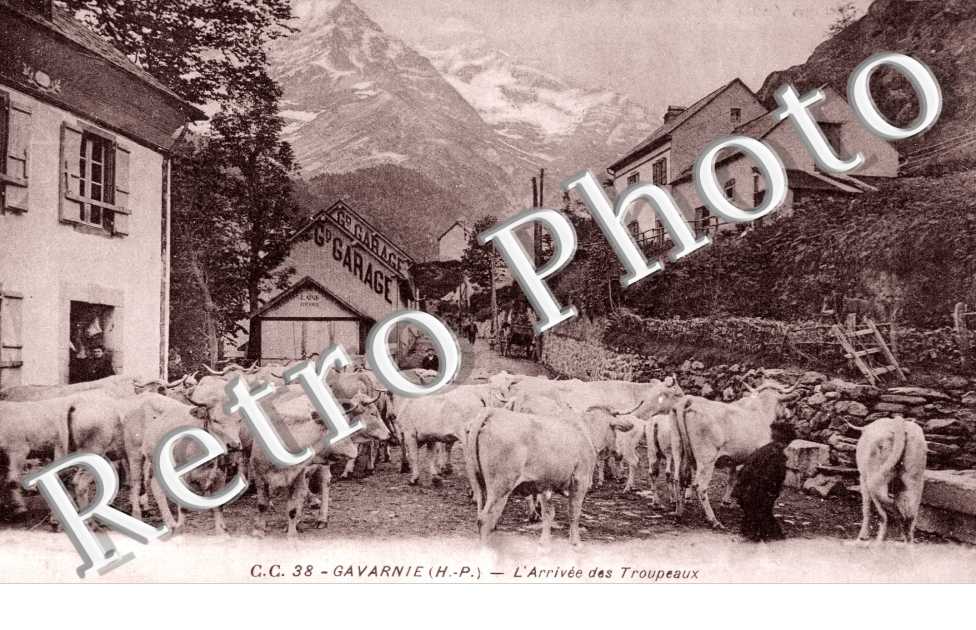 l'Arrivee des Troupeaux