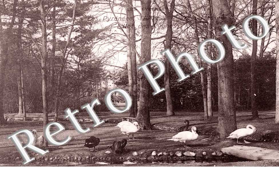 le jardin Massey - l'ilot des cygnes