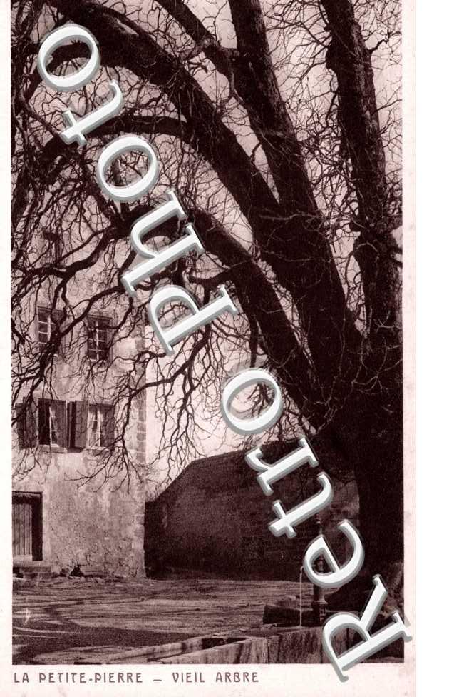 Vieil arbre