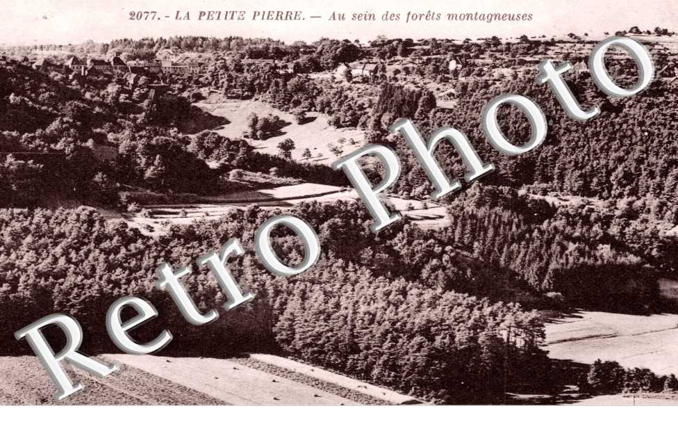 Au sein des forets montagneuses